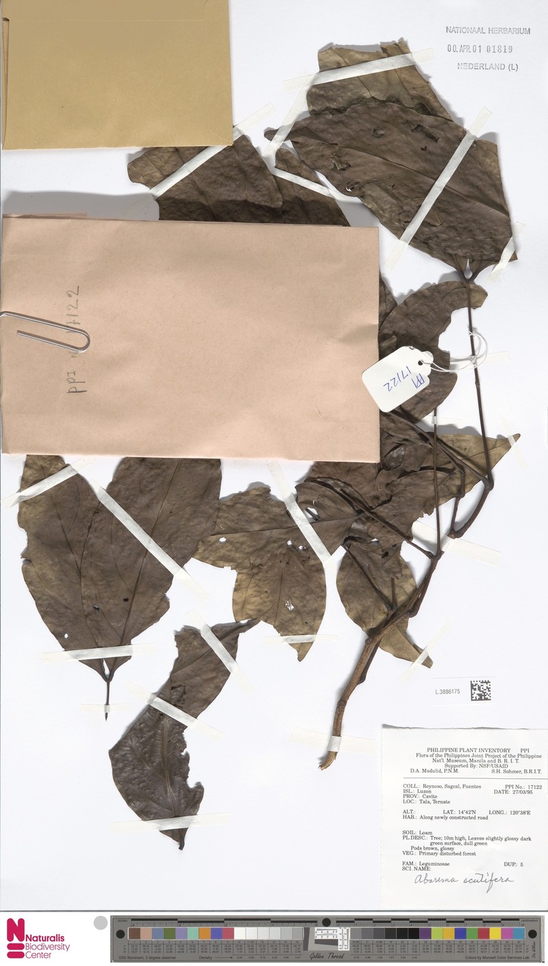 Archidendron scutiferum photo 3