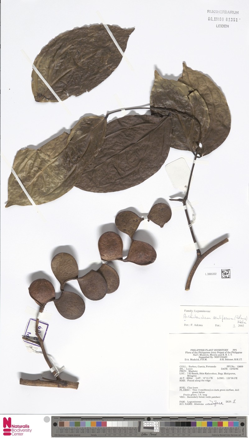 Archidendron scutiferum photo 4
