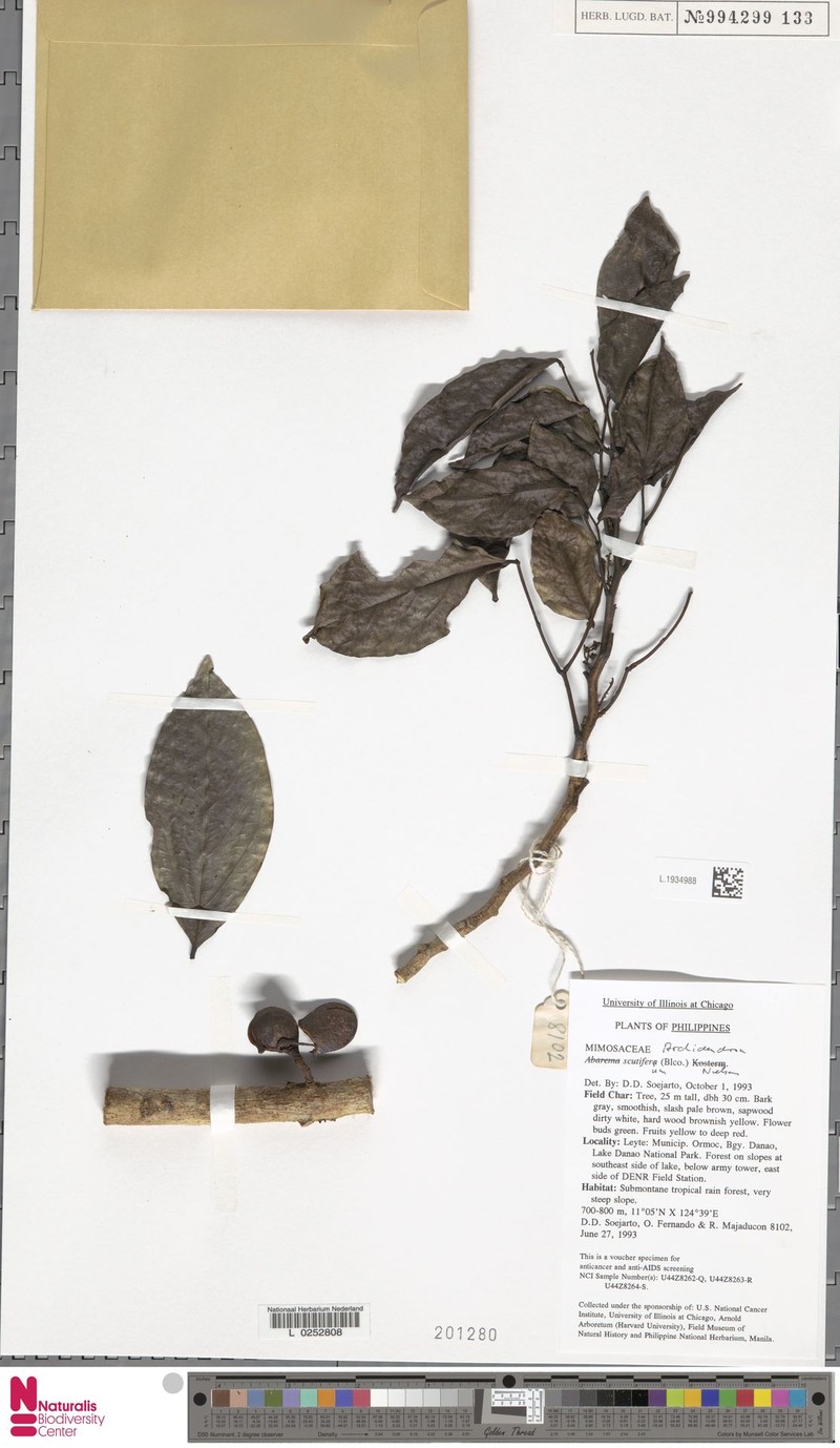 Archidendron scutiferum photo 5