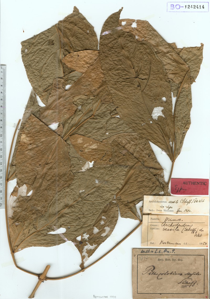 Archidendron sessile
