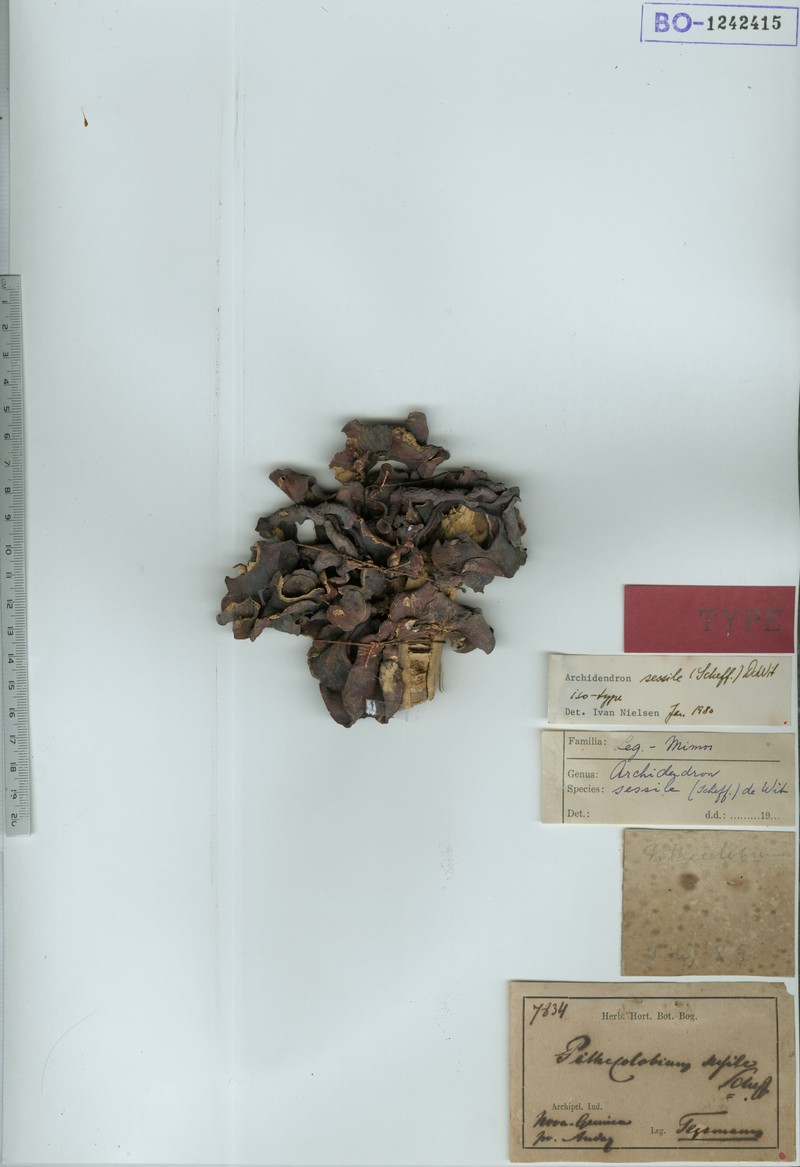 Archidendron sessile photo 2