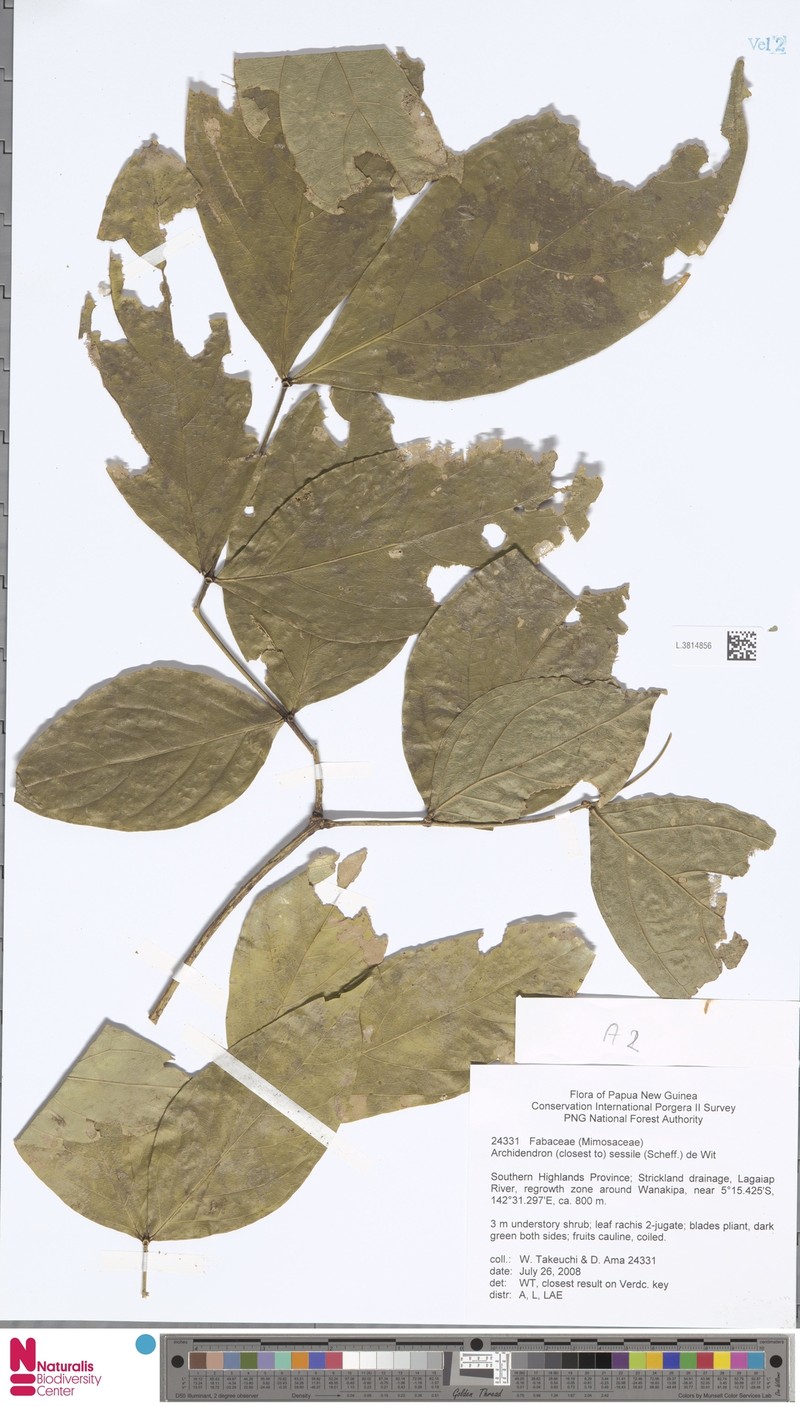 Archidendron sessile photo 3