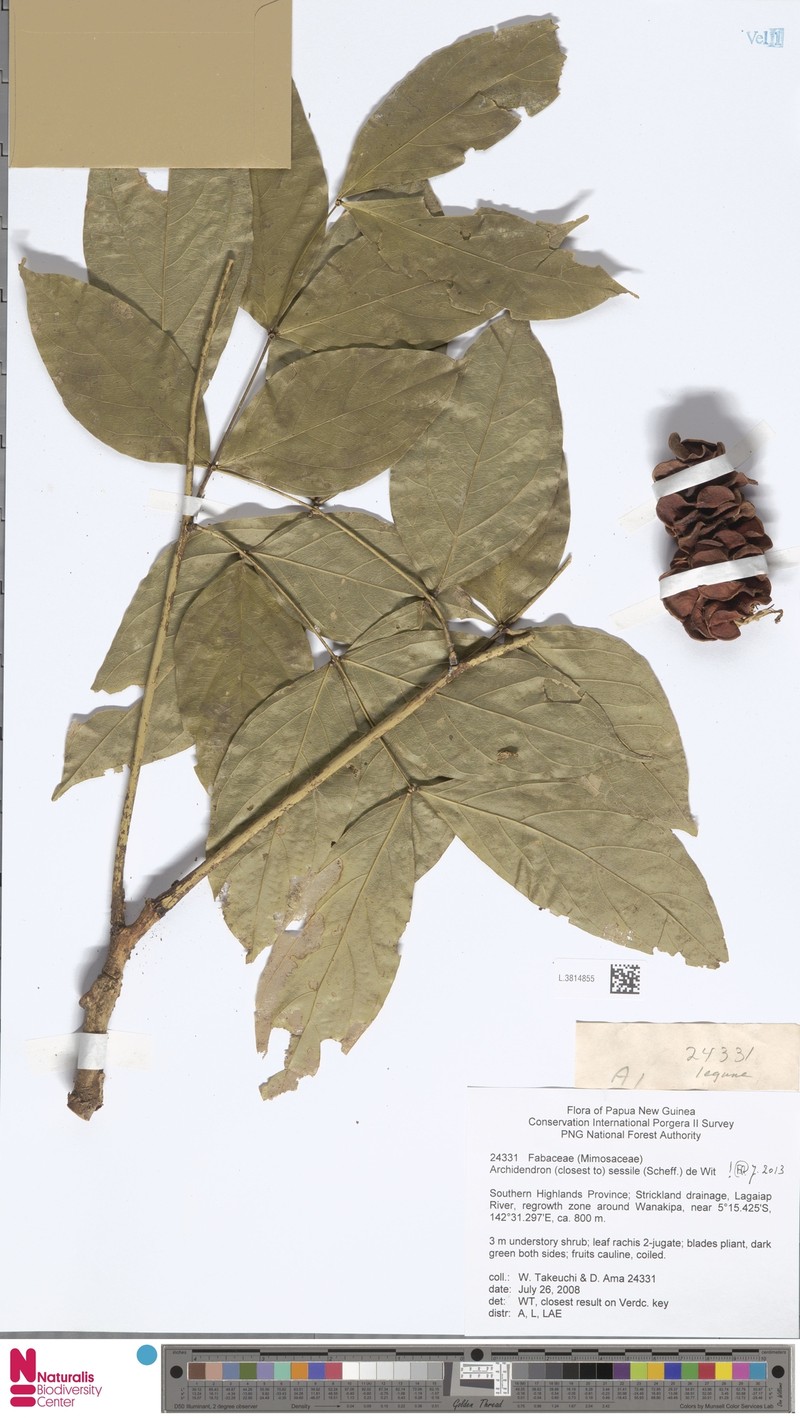 Archidendron sessile photo 4