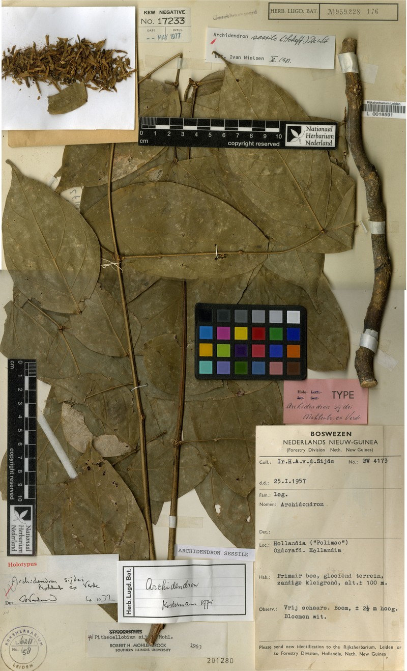 Archidendron sessile photo 5