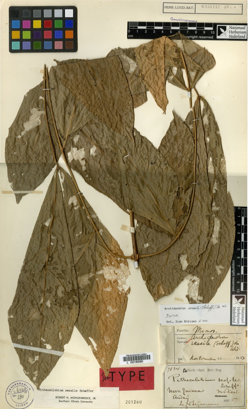 Archidendron sessile photo 6