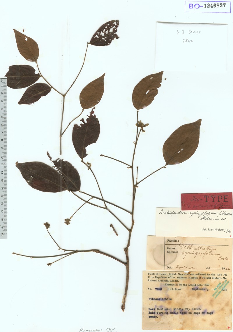 Archidendron syringifolium
