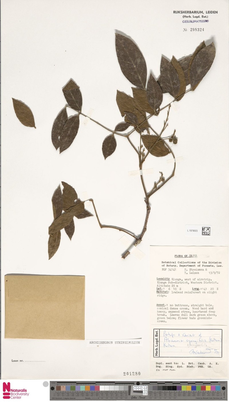 Archidendron syringifolium photo 2