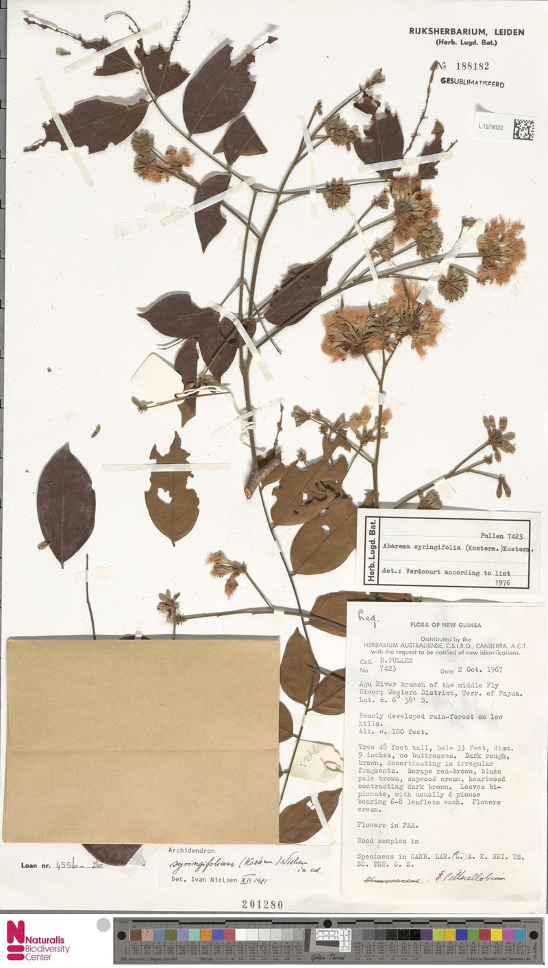Archidendron syringifolium photo 3