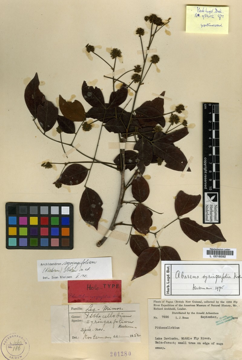 Archidendron syringifolium photo 4