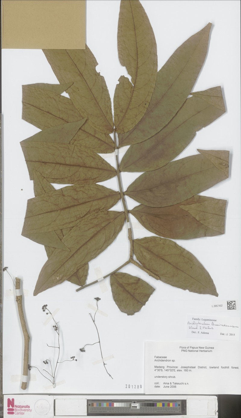 Archidendron tenuiracemosum