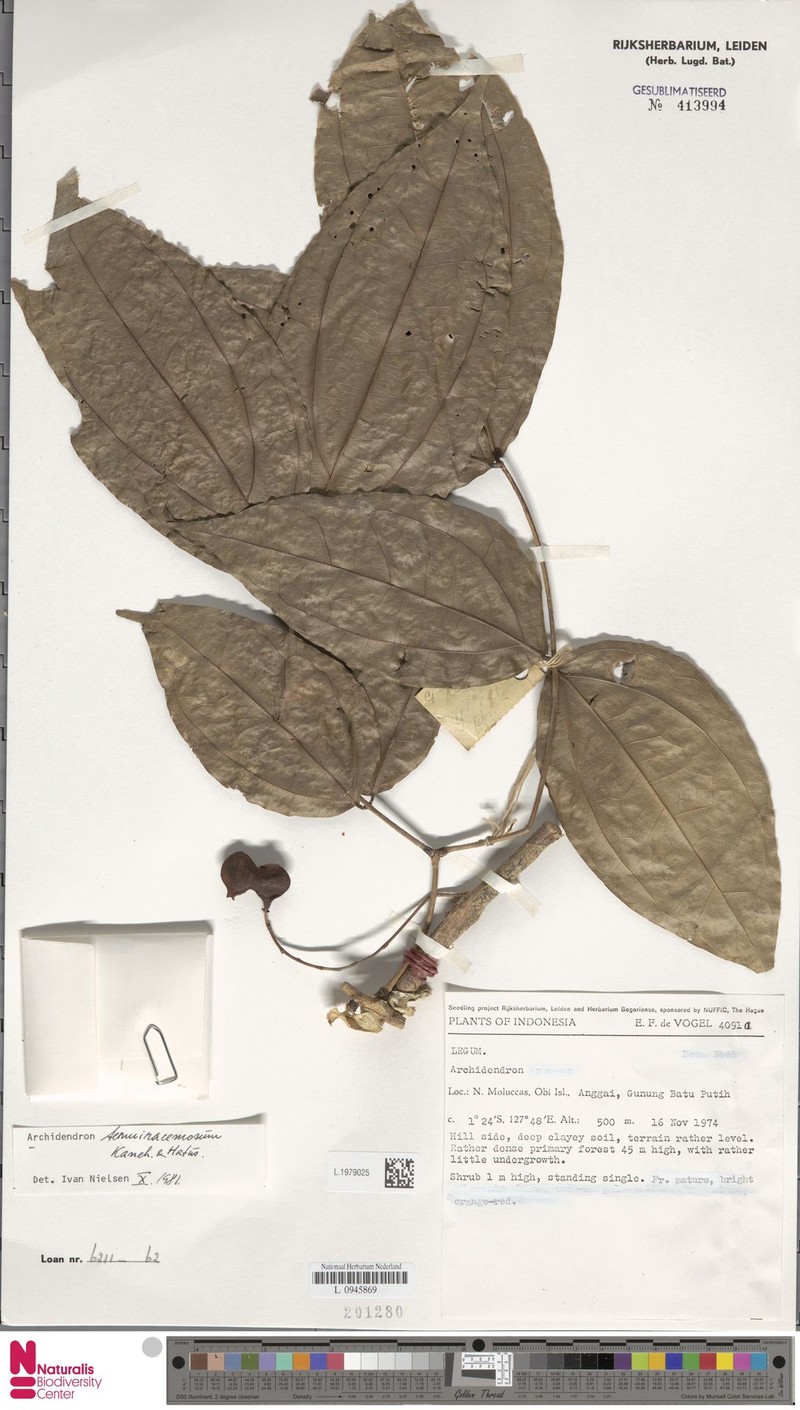 Archidendron tenuiracemosum photo 2