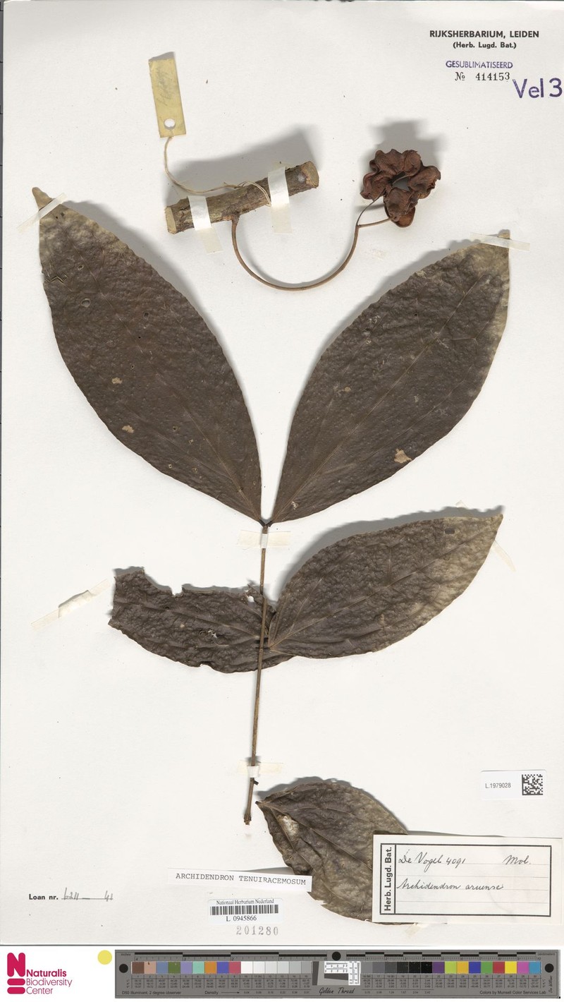 Archidendron tenuiracemosum photo 3