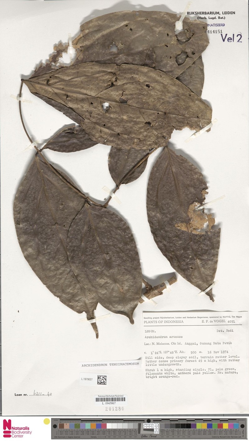 Archidendron tenuiracemosum photo 4