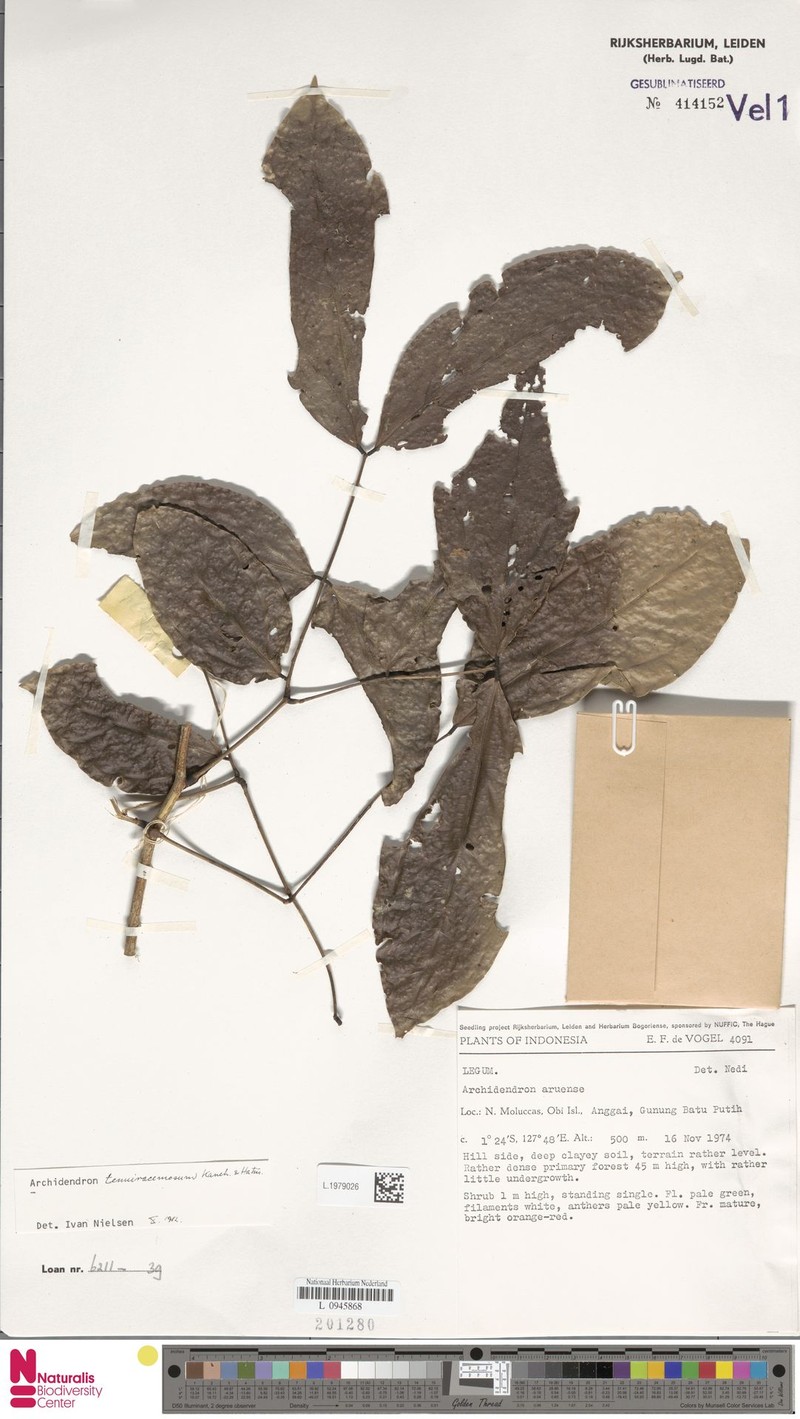 Archidendron tenuiracemosum photo 5