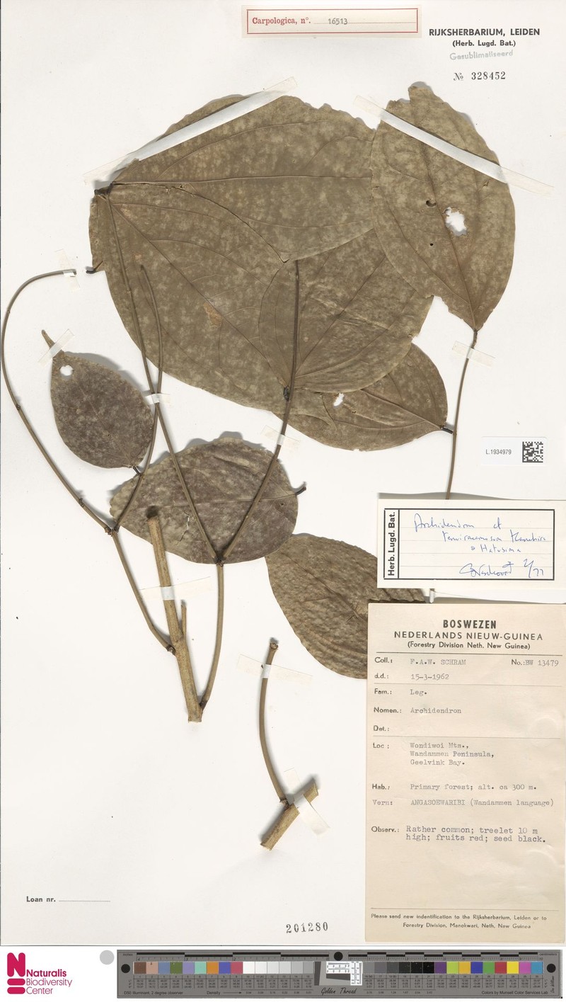 Archidendron tenuiracemosum photo 6