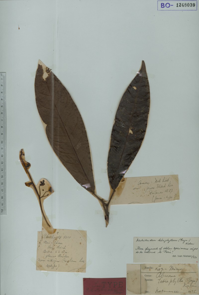 Archidendron tetraphyllum