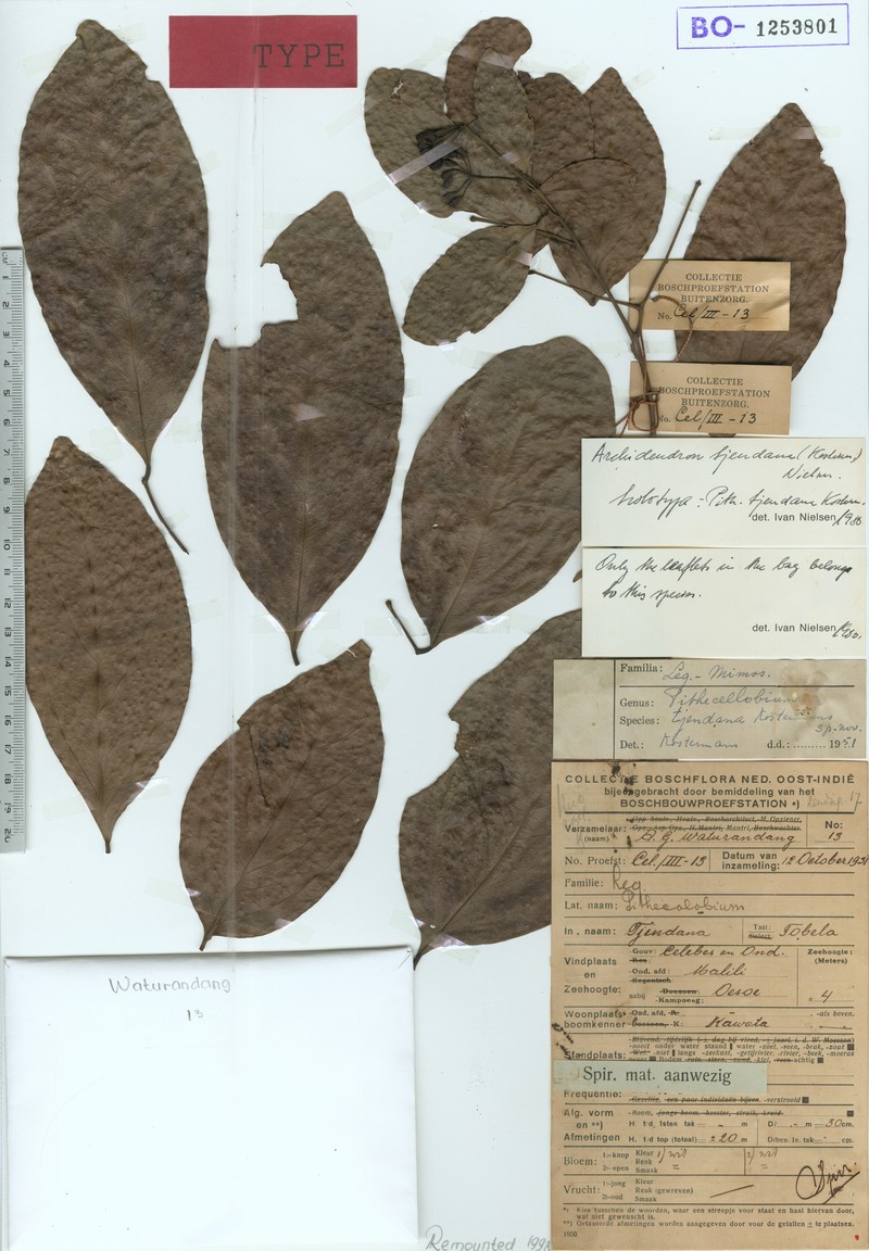 Archidendron tjendana