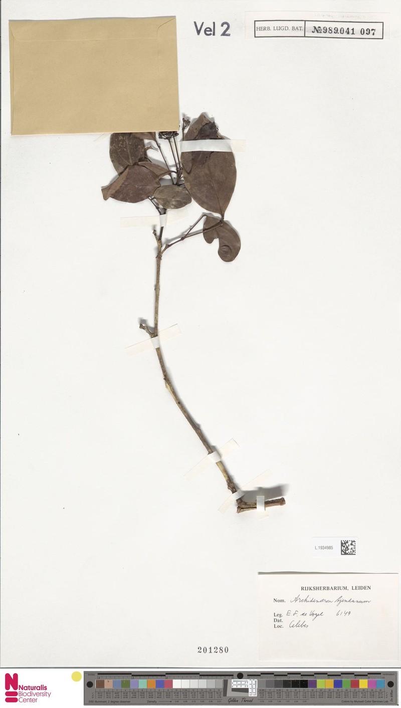 Archidendron tjendana photo 2