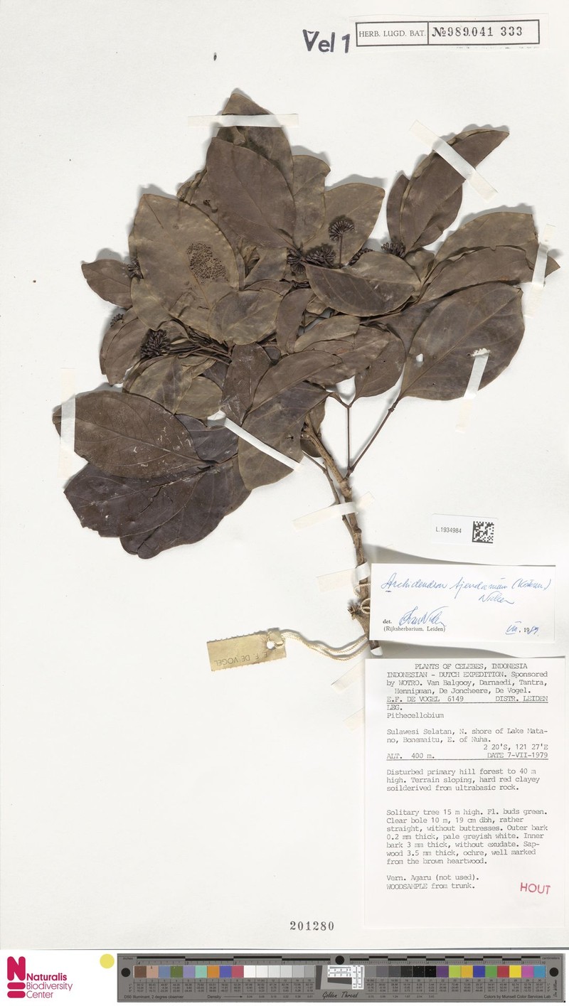 Archidendron tjendana photo 3