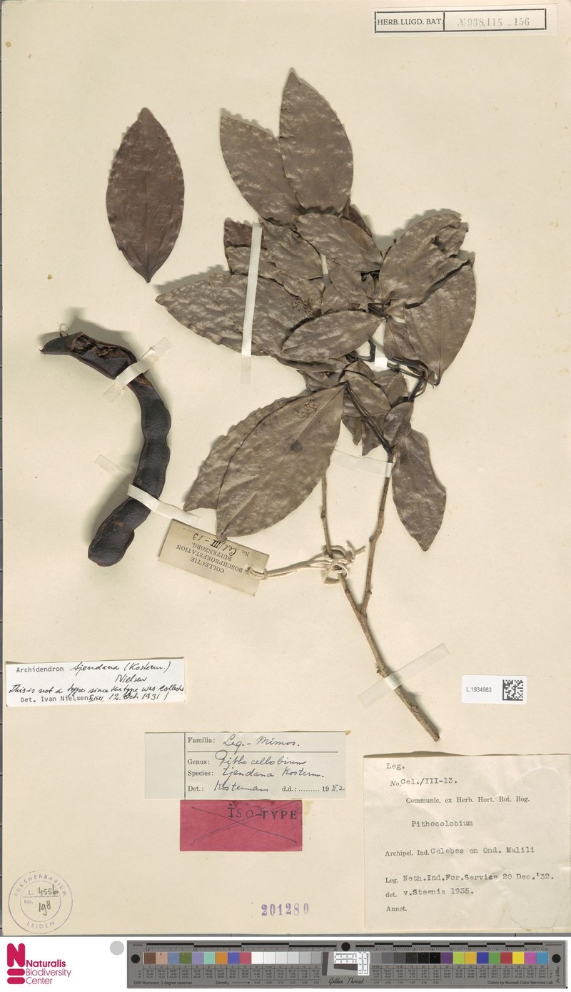 Archidendron tjendana photo 4