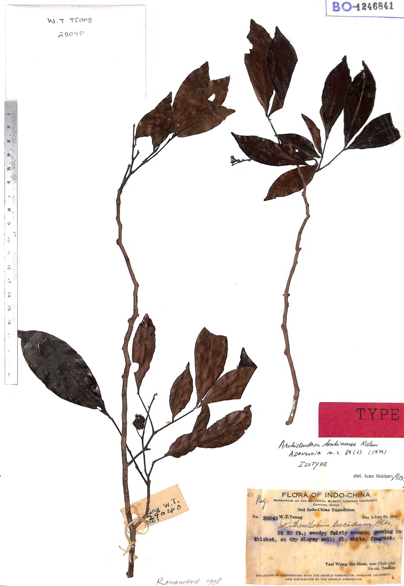 Archidendron tonkinense