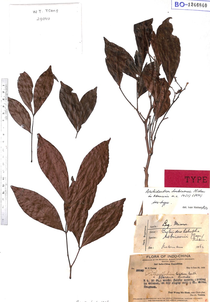 Archidendron tonkinense photo 2