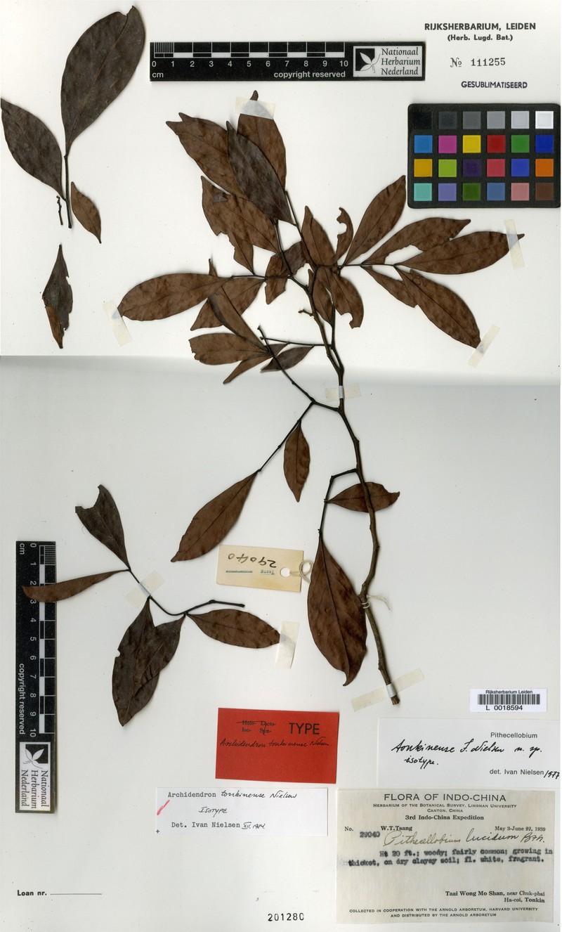 Archidendron tonkinense photo 3