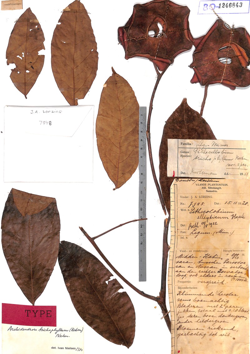 Archidendron trichophyllum