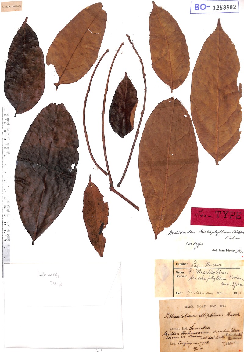 Archidendron trichophyllum photo 2