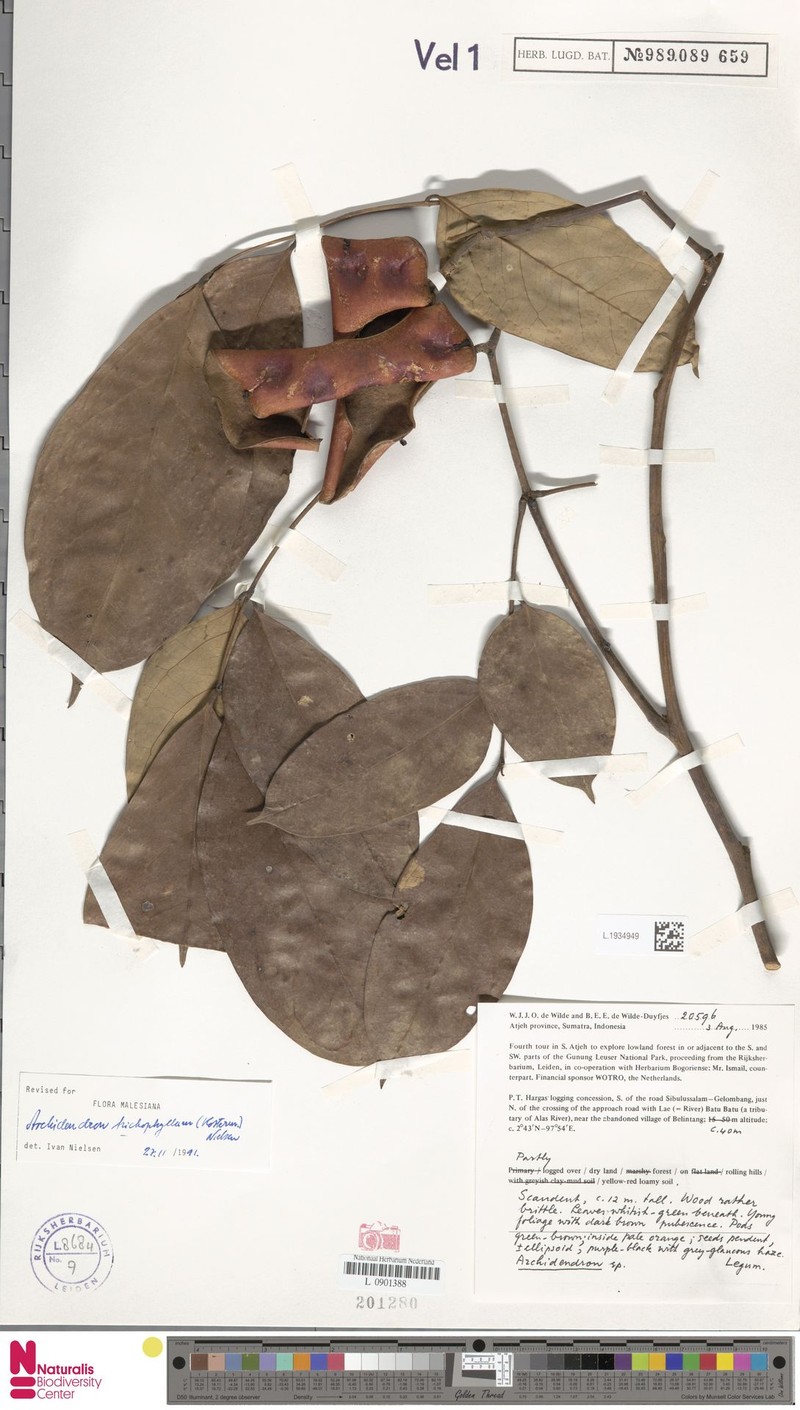 Archidendron trichophyllum photo 3