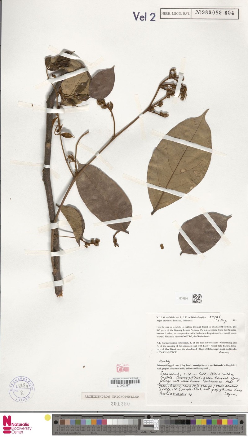 Archidendron trichophyllum photo 4