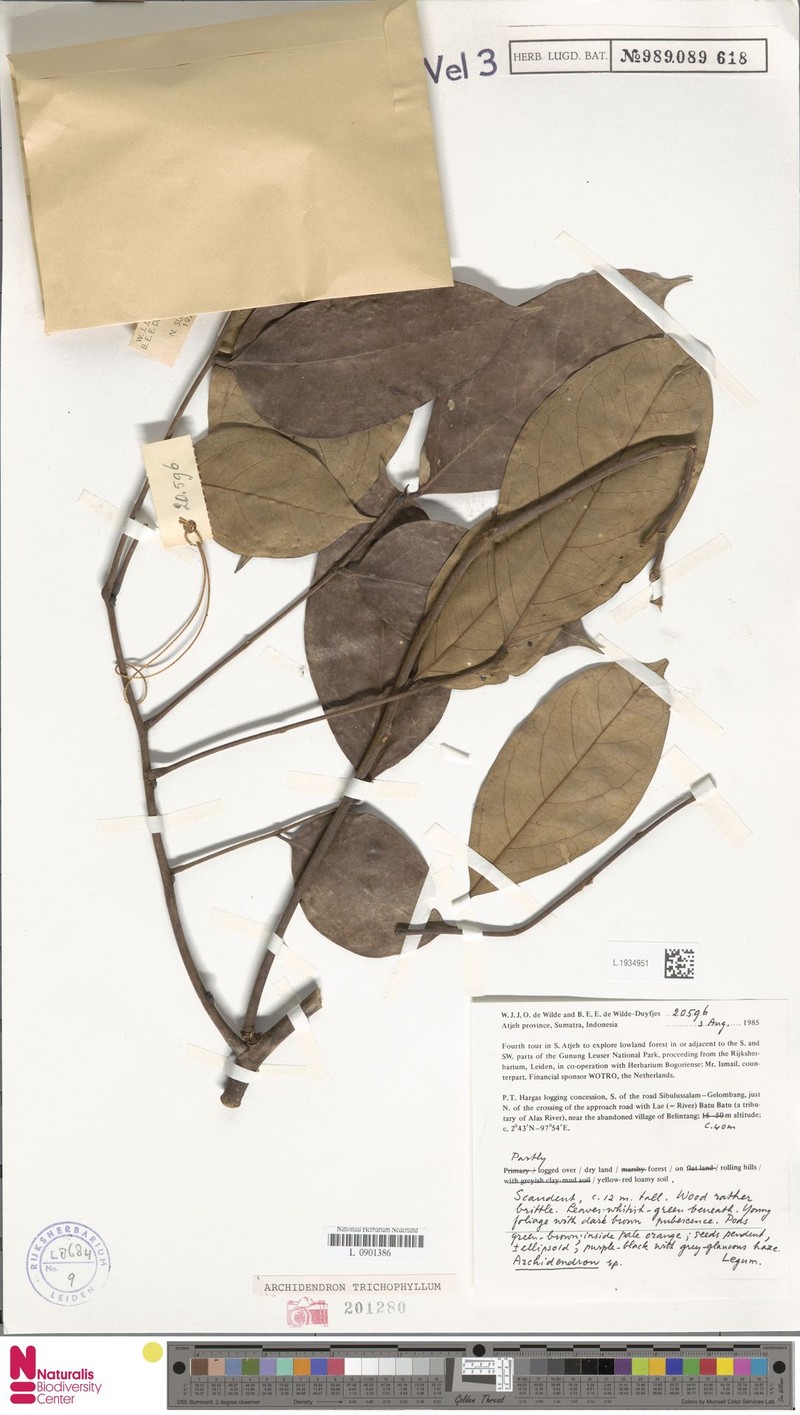 Archidendron trichophyllum photo 5
