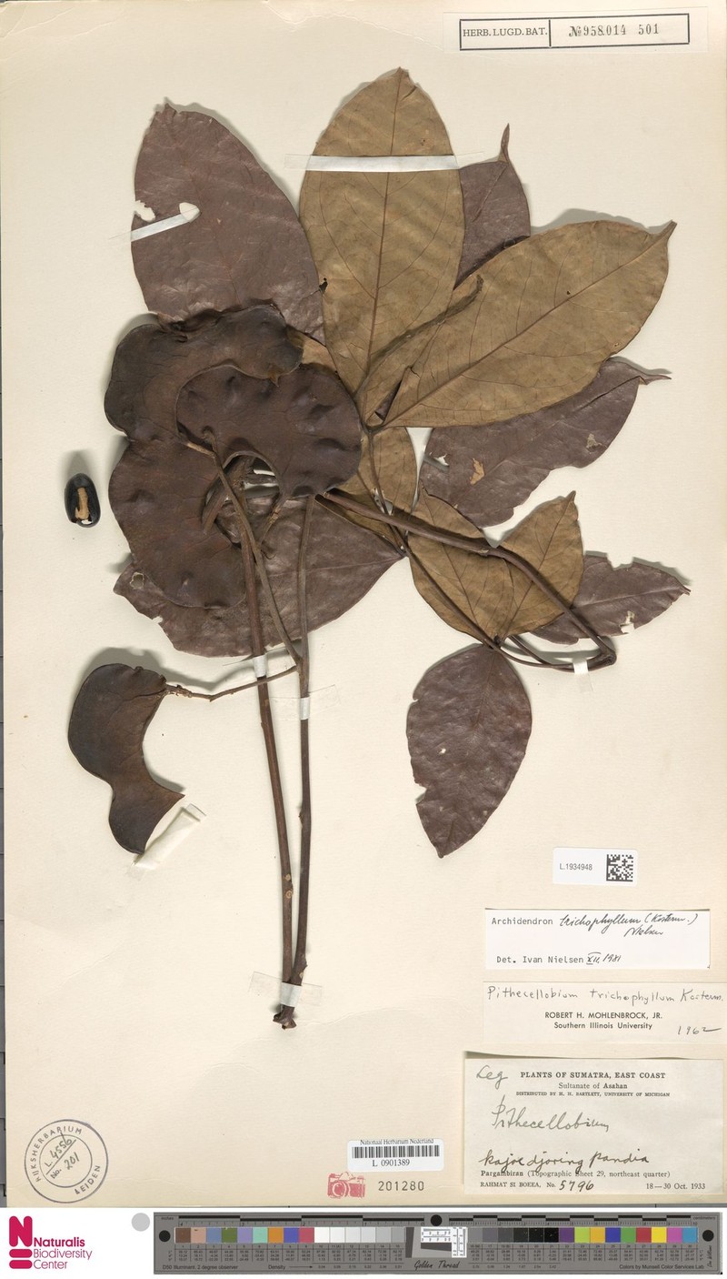 Archidendron trichophyllum photo 6
