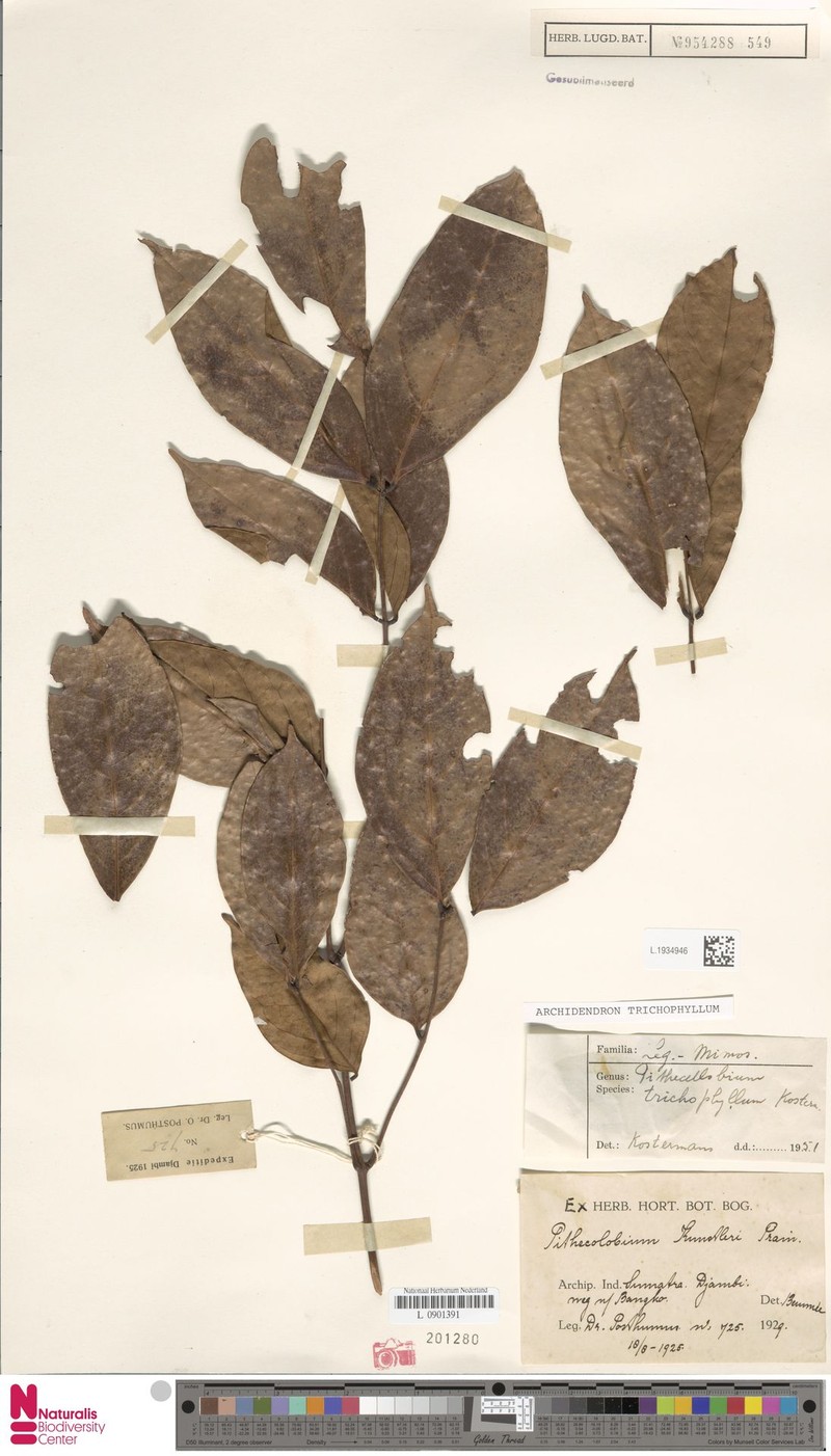 Archidendron trichophyllum photo 7