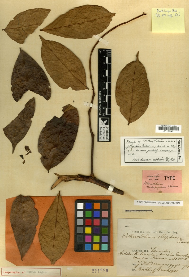 Archidendron trichophyllum photo 8