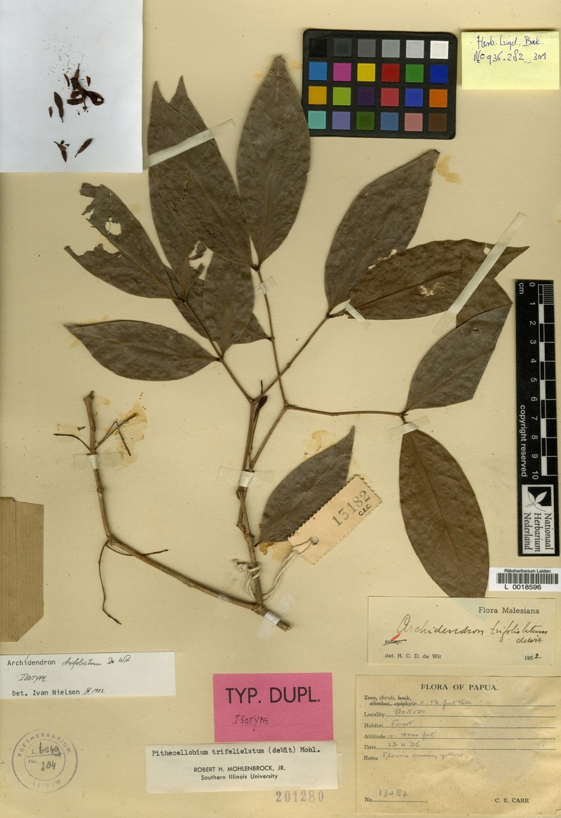 Archidendron trifoliolatum