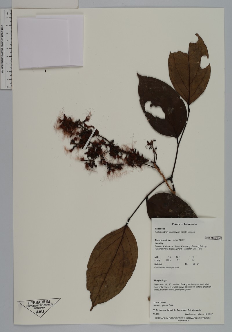 Archidendron triplinervium