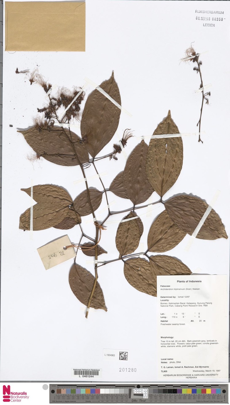 Archidendron triplinervium photo 2