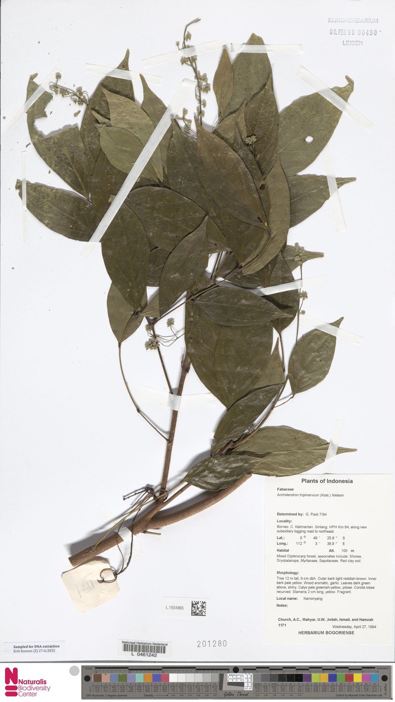 Archidendron triplinervium photo 3