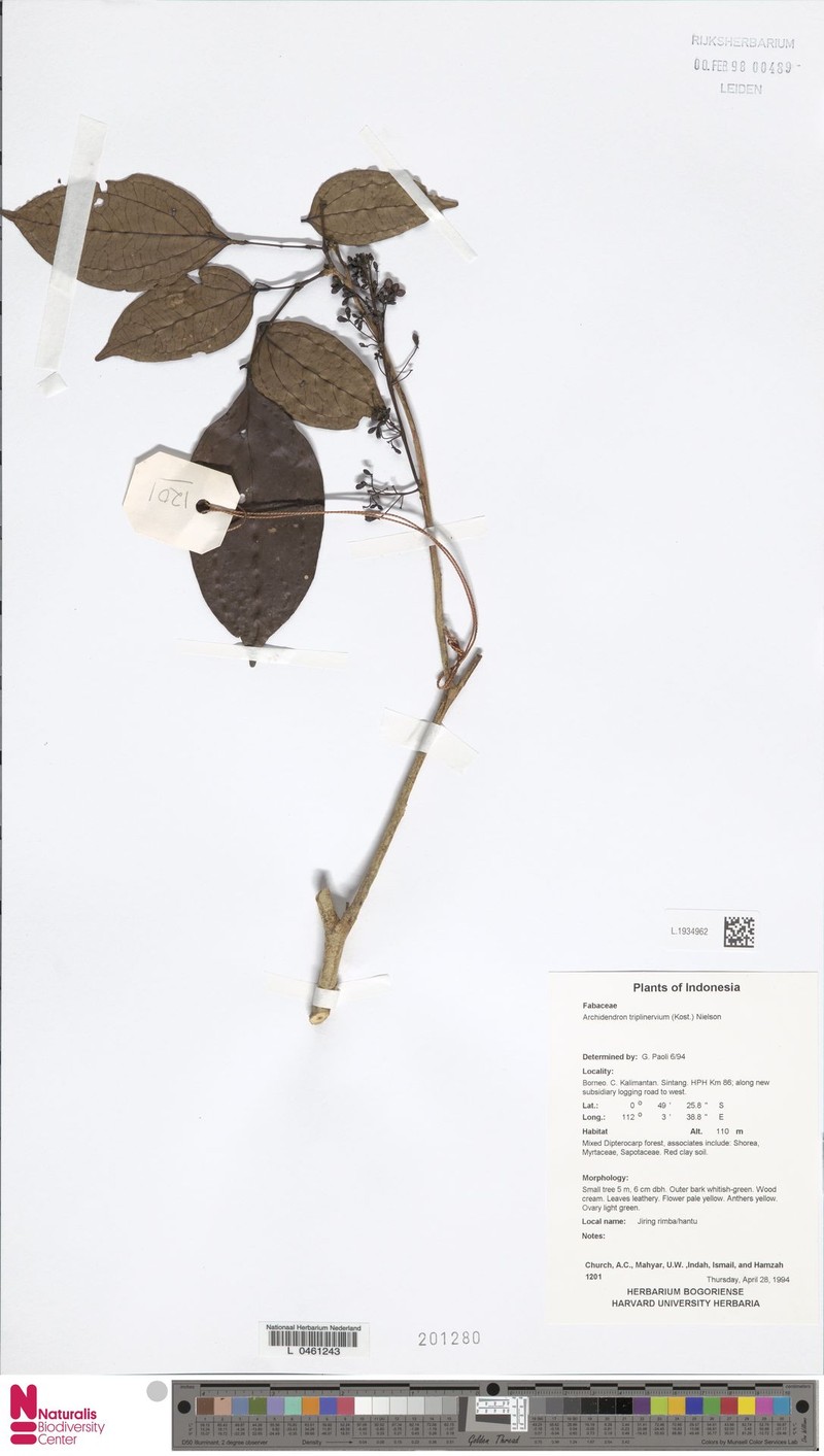 Archidendron triplinervium photo 4