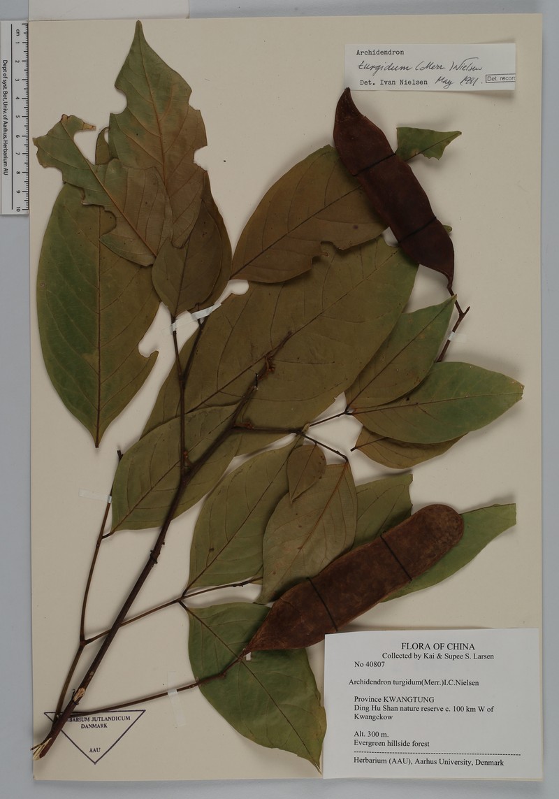 Archidendron turgidum