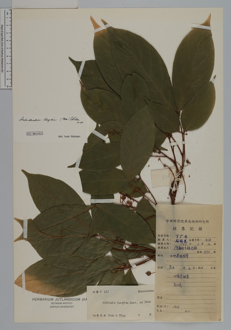 Archidendron turgidum photo 2