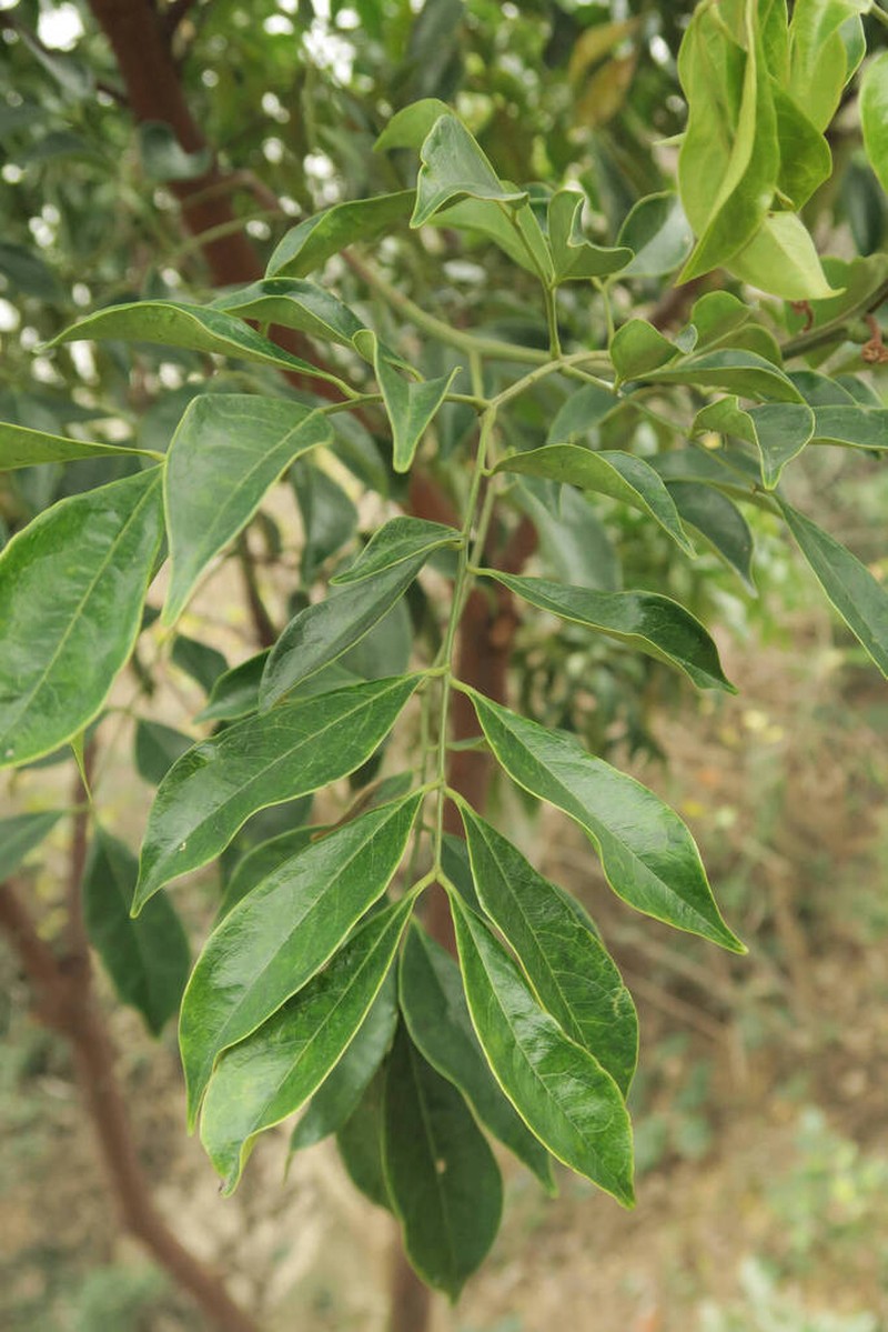 Archidendron utile