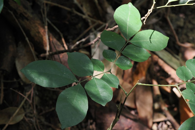 Archidendron utile photo 4