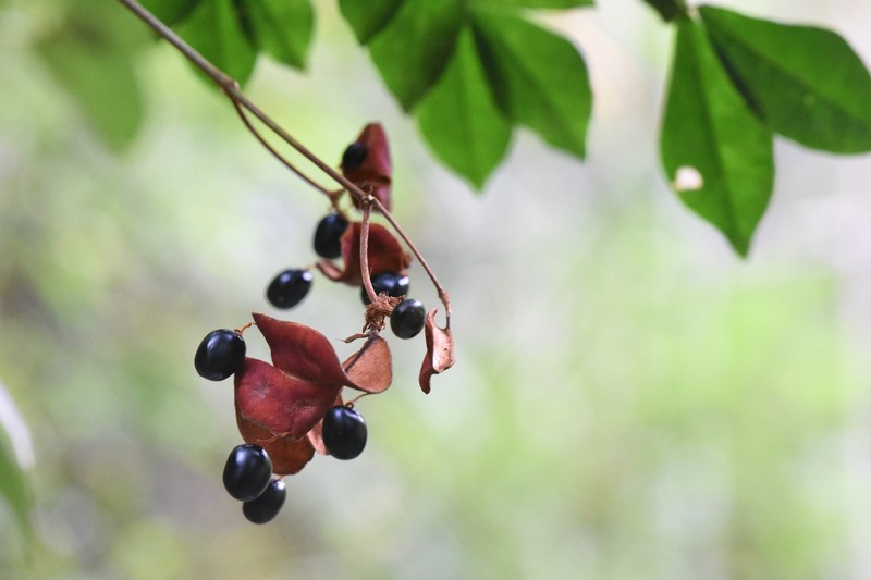 Archidendron utile photo 5