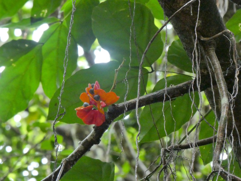 Archidendron vaillantii