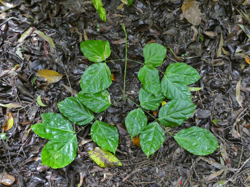 Archidendron vaillantii photo 2