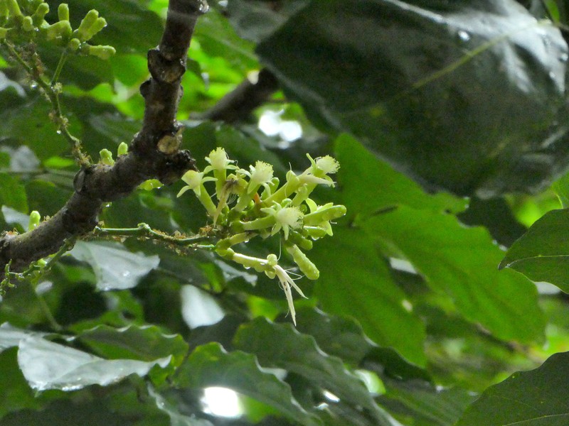 Archidendron vaillantii photo 4