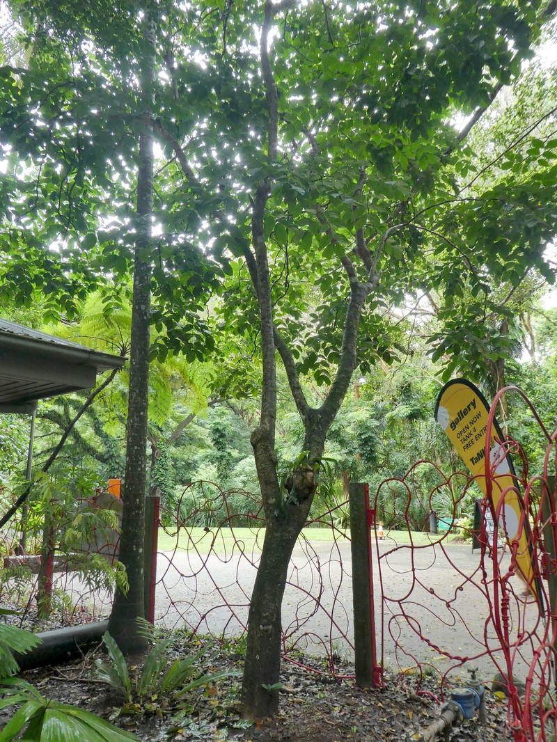 Archidendron vaillantii photo 5