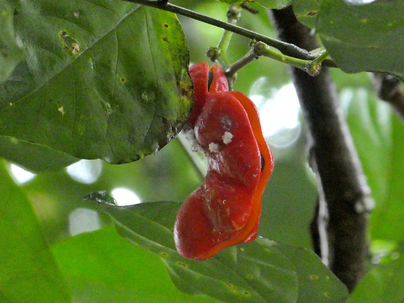 Archidendron vaillantii photo 6